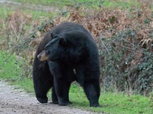 Black bear on the side of the road