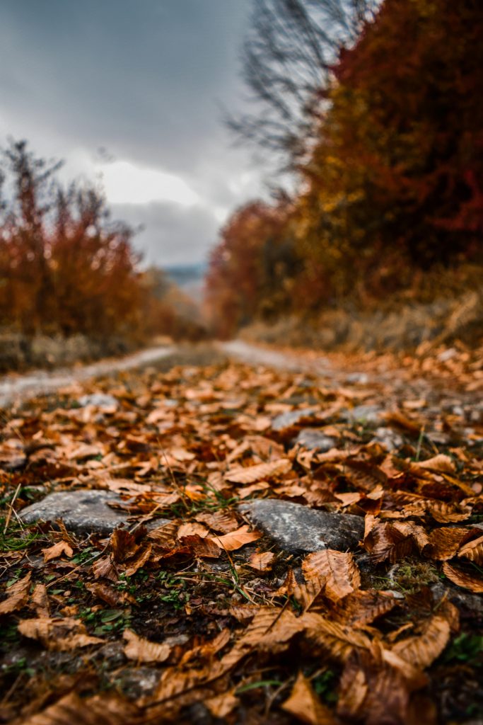 Close-Up Photo of Fallen Leaves