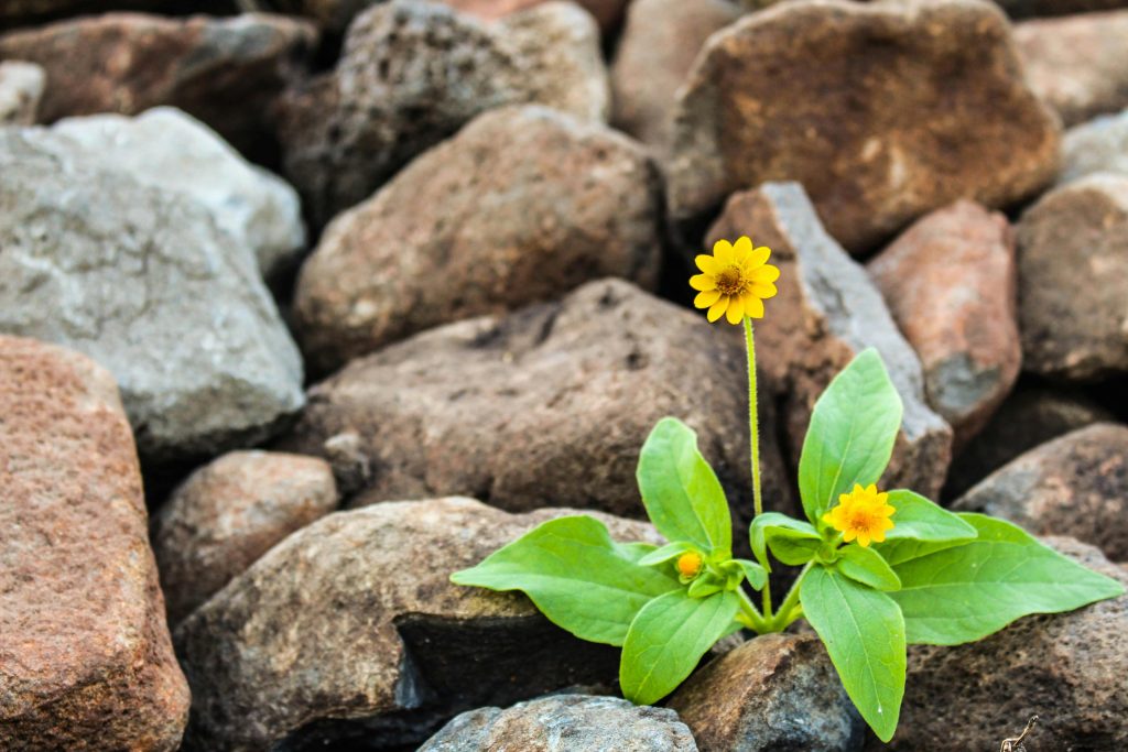 Small yellow flower growing through rocks