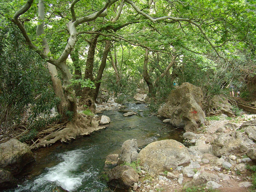 contorted tree along a river lined with large rocks.
