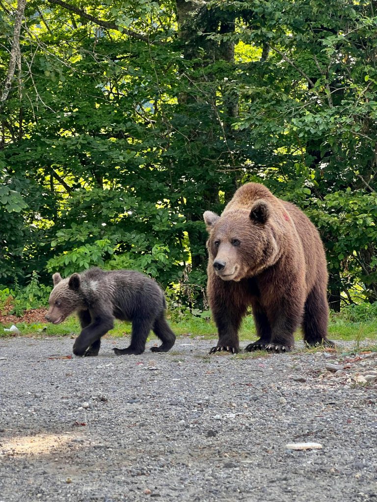 Mama bear and cub walking on gravel near the edge of a forest