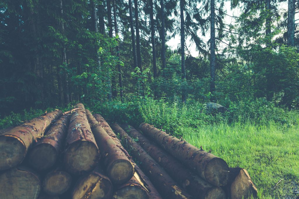 pile of brown logs in foreground with green forest in the backdrop