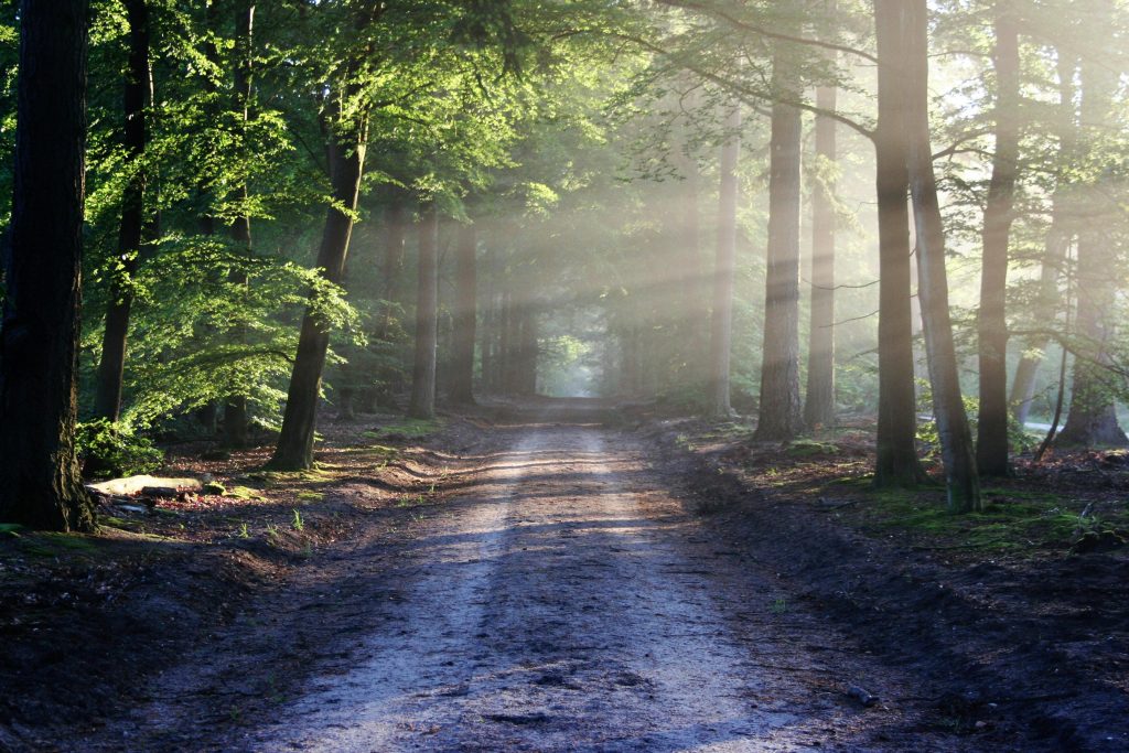Sunlight streaming through the trees near a pathway through the woods.