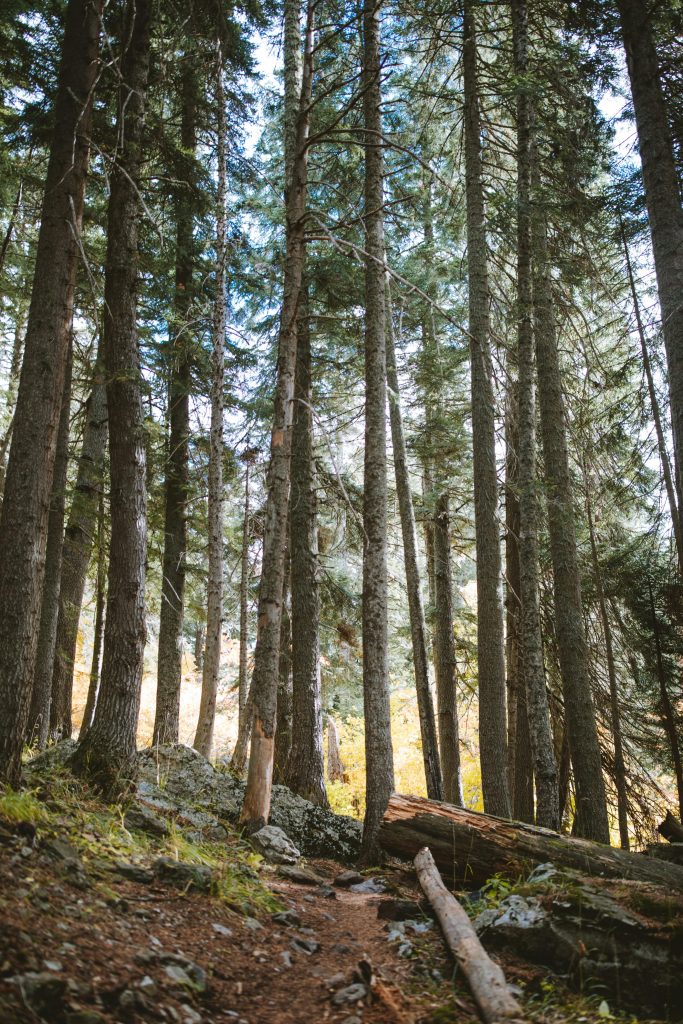 tall trees on a mountainside with sunlight and blue sky peeking through the trees